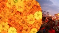 Cempasúchil, la ‘flor de muertos’ mexicana que es más que un adorno: tiene una propiedad para su salud única