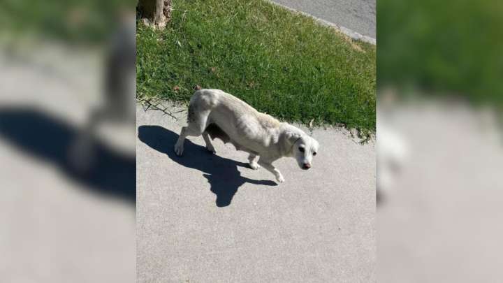 Rescuers Discover A Dog In A California Yard, But That’s Just The Start Of The Surprises