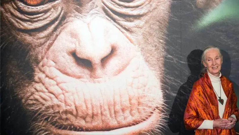 La ONU lamenta la muerte de Jane Goodall y aplaude su trabajo "incansable" por el planeta