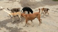 Stray dogs case: SC slams states, UTs for not filing compliance affidavits, summons chief secretaries