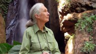 Jane Goodall, Legendary Chimpanzee Researcher, Dead at 91
