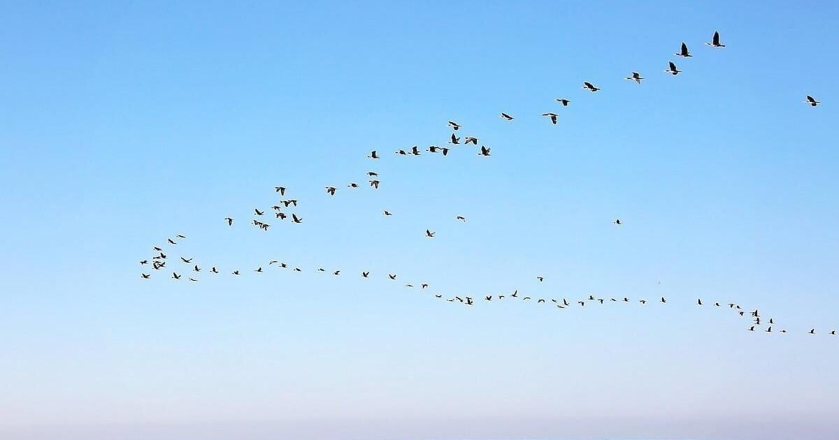 Millions of Birds Are Migrating — Here’s How To Help Keep Them Safe