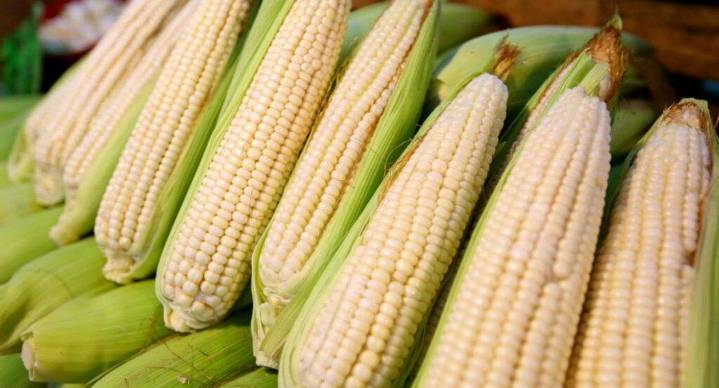 Precio del maíz blanco será de 6 mil 050 pesos por tonelada, informa Sader