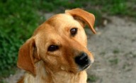 Piden elevar a juicio a una mujer que ahorcó a su perro en Salta