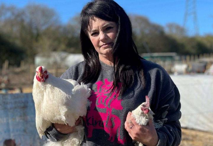 More than 60 birds culled at Happy Pants Ranch animal sanctuary near Sittingbourne, after avian flu confirmed