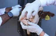 Detectan gusano barrenador en Querétaro
