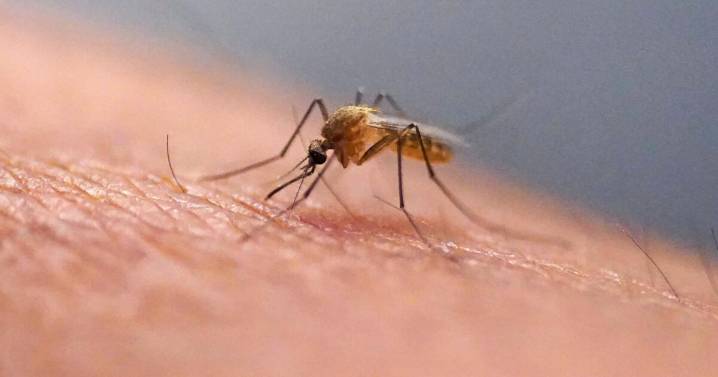 ¿Qué es el virus del chikungunya, que se transmite en EEUU por primera vez en años?