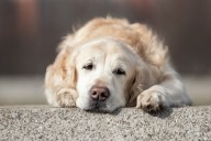 Dog Gets Sick After Month in New Home—Hearts Break for What She Does Next