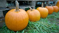 What to do with your pumpkins after Halloween