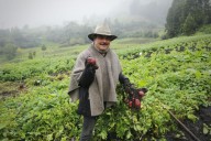 En Boyacá la Secretaría de Agricultura contribuye con el rescate de la papa ancestral