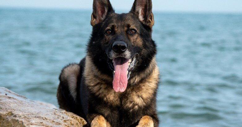 ‘As is often the case, the police dog won’ — this time during a high