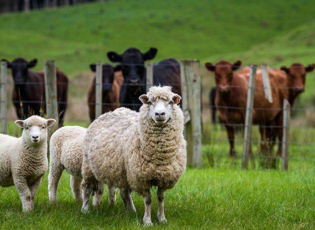 Wicklow farmer banned from animals for life after rotting carcasses found on his land