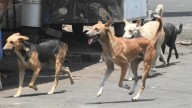 'Country Is Being Portrayed In Bad Light Internationally': Supreme Court Pulls Up State Govts For Not Filing Affidavits On Stray Dog Menace