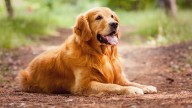 Pet registration fees waived by South Perth in bid to encourage ‘responsible’ pet owners