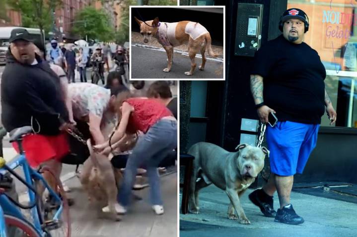 Owner of NYC pit bulls accused of mauling Penny the chihuahua ordered to surrender dogs