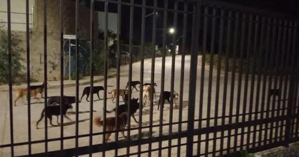 Crece presencia de perros callejeros en el norte de la capital