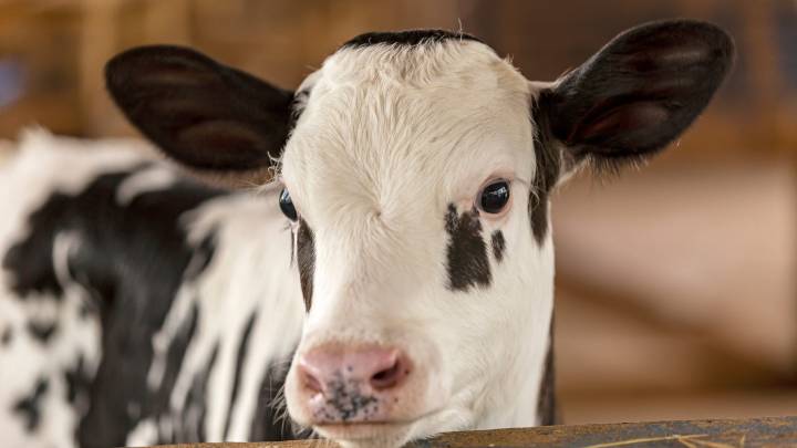 Webinar to discuss nutritional approaches to decrease stress in dairy calves