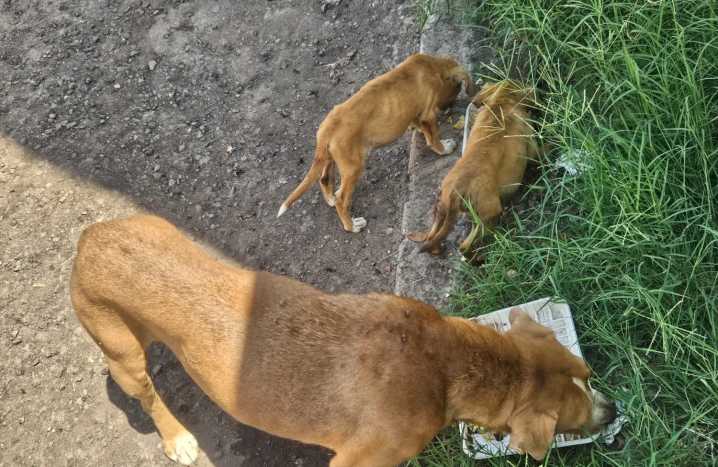 Registra Sonora nuevos fallecimientos por rickettsia