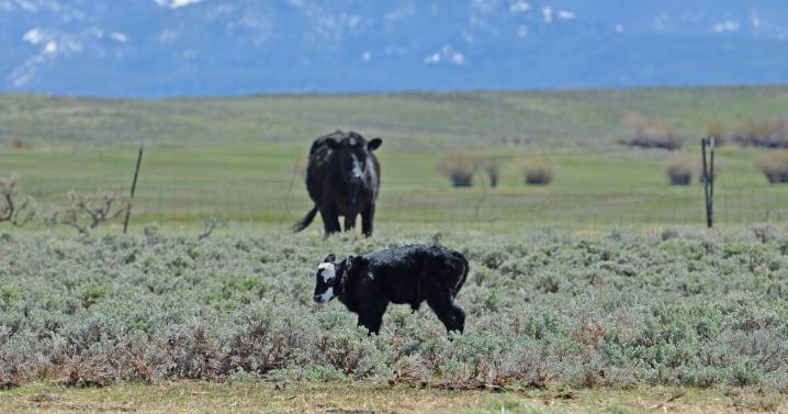Approved regulation reimburses ranchers who treat their animals