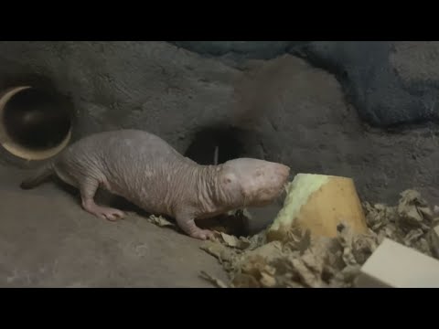 Naked Mole-Rat Day celebration welcomes Sacramento Zoo’s newest colony