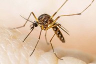 Monterey Park and West Puente Valley mosquito control work starting next week