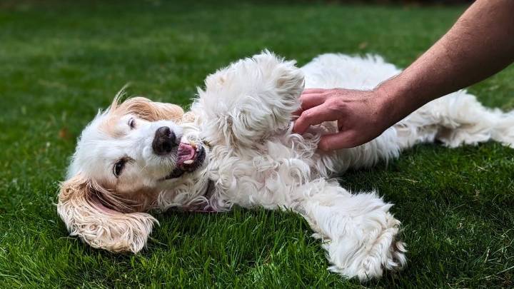 Qué significa que tu perro mueva una de sus patas cuando acaricias su panza y por qué lo hace