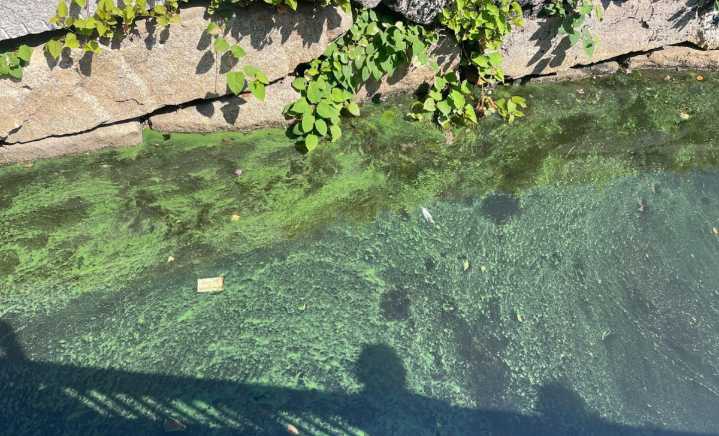 Cianobacterias en el Charles River se propagan a nuevas áreas