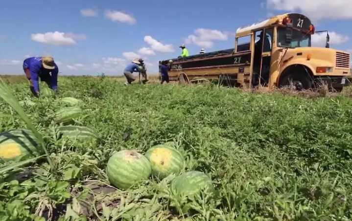 Los agricultores de la Florida luchan porque menos trabajadores migrantes quieren visas H