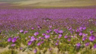 La belleza del desierto Florido: Destacan las "Patas de Guanaco" y las añañucas amarillas