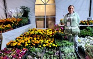 Llega flor de cempasúchil para la ofrenda del Día de Muertos al Paseo de la Reforma