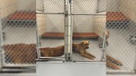 Florida Rescuers Save Inseparable Dog Sisters, Giving Them A Second Chance At Life