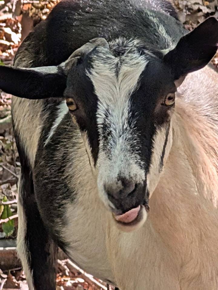 A trio of escaped goats that took on a celebrity status have been caught