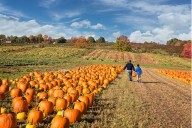 8 Great Pumpkin Picking Places on Long Island