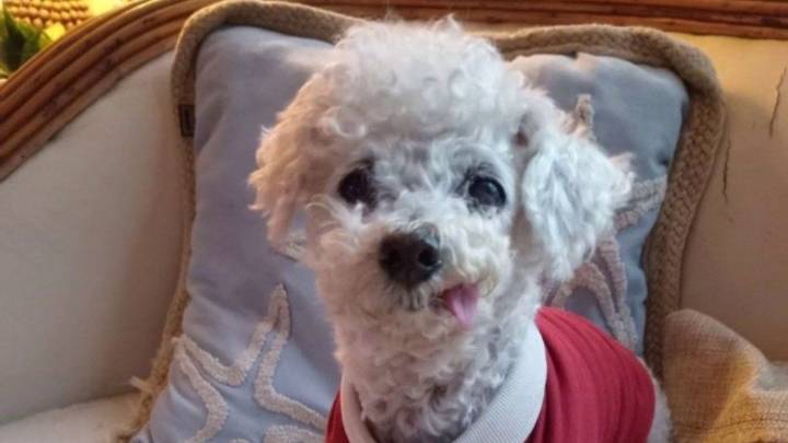 Dolor en las redes: murió Marcelito, el caniche que conquistó a todos
