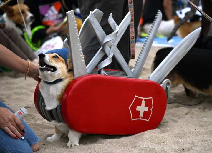 So Cal Corgi pup Halloween party is a dog’s day at the beach