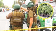 Incautan cerca de 160 plantas de marihuana en domicilio de La Pintana