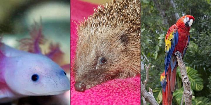 Animales exóticos como mascotas: ¿Originalidad o una amenaza para la biodiversidad?