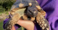 Tortoise rescued after being trapped in recycling bag
