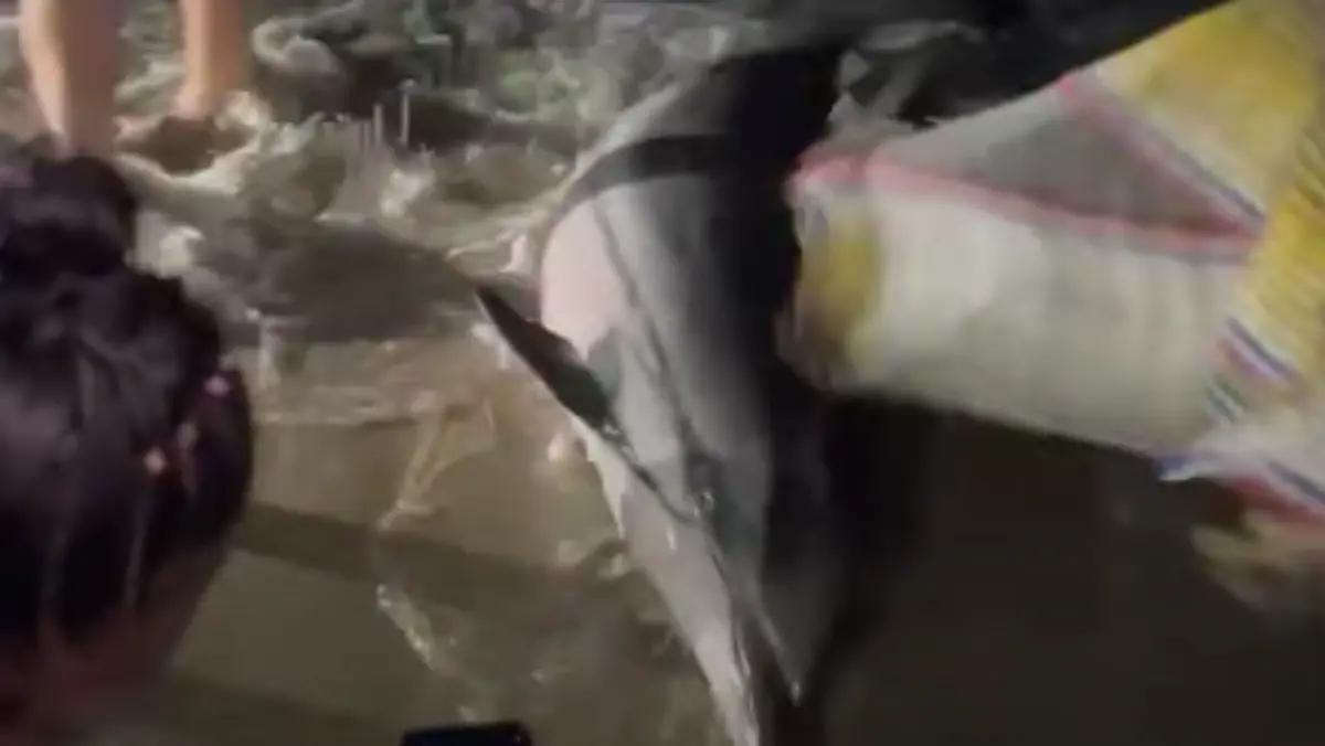 Rescatan a delfín varado en una playa de Lázaro Cárdenas