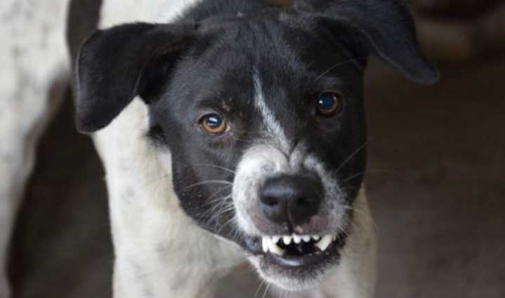 Vecinos denuncian matanza de mascotas en Coquimbo: perro de un residente sería el responsable