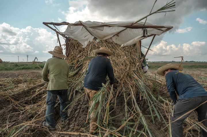 Los productores de caña de azúcar de Luisiana afirman depender en gran medida de los trabajadores migrantes de México