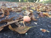 What’s that stink on Staten Island? Have no fear, it’s ginkgo season