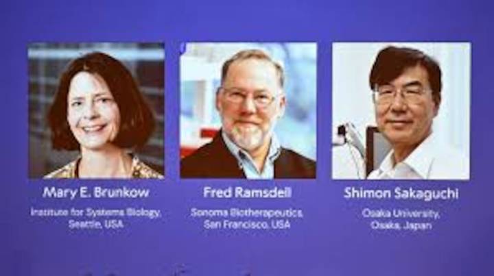 El Nobel de Medicina reconoce los descubrimientos sobre cómo se regula el sistema inmune