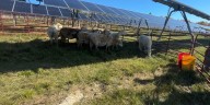Solar farm unveiled in Ellsworth will use sheep for land management