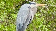 Hike at Indy's Southeastway Park features creeks, birds, wildlife