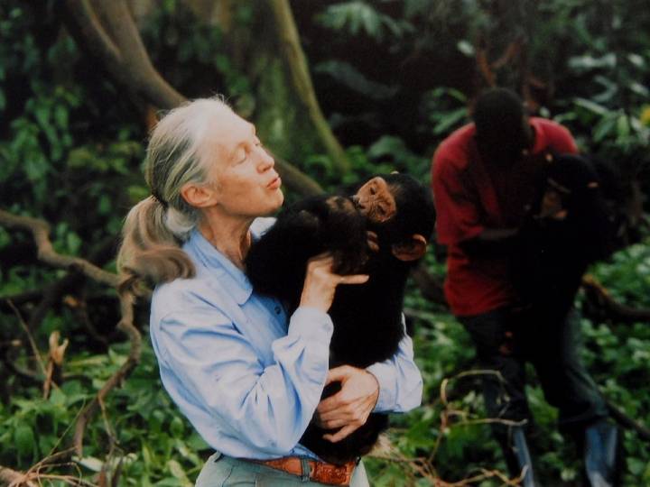 La última advertencia de Jane Goodall: Las más terribles amenazas para la humanidad si seguimos destruyendo la Tierra