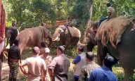 Rogue Elephant Captured After 18 Months of Havoc in Chikkamagaluru’s NR Pura Region