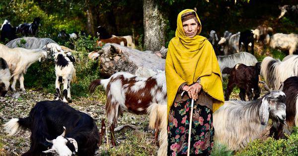 Kashmir’s pastoral nomads trekked the Himalayas for generations. Now they face a climate threat