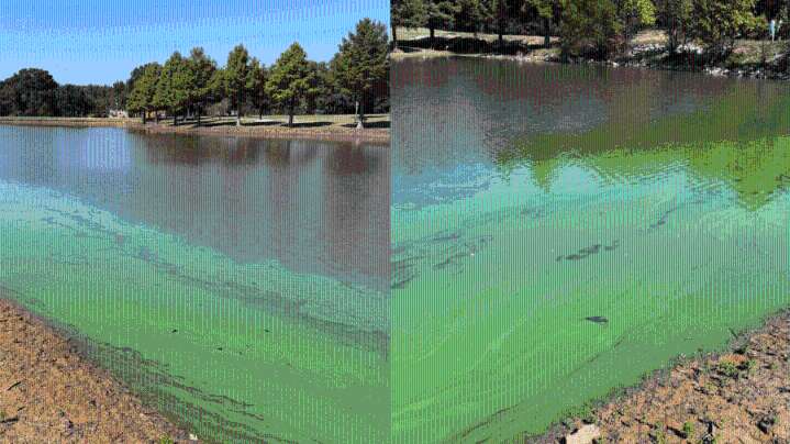 Toxic algae bloom found at Davies Plantation Park's lake
