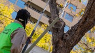 Conocé el cronograma de poda y corte de ramas en distintos barrios de Capital